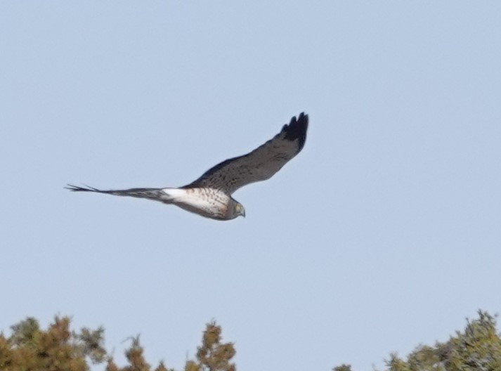 Northern Harrier - ML612133464