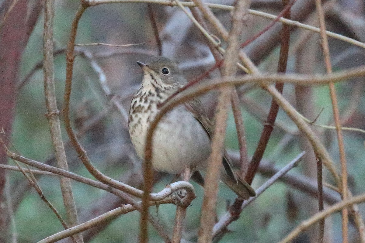 Hermit Thrush - ML612133520