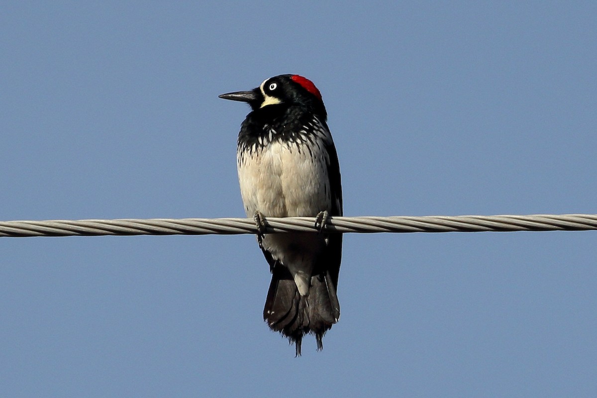 Acorn Woodpecker - Jeffrey Fenwick