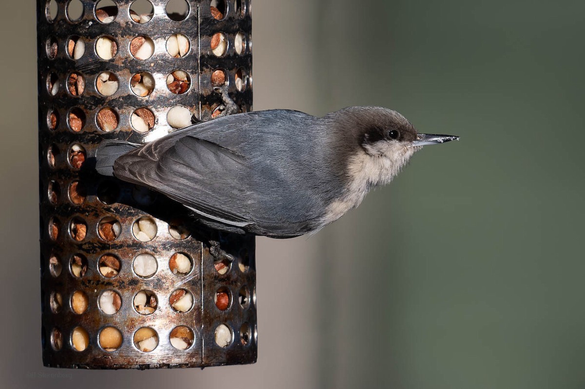 Pygmy Nuthatch - ML612133570