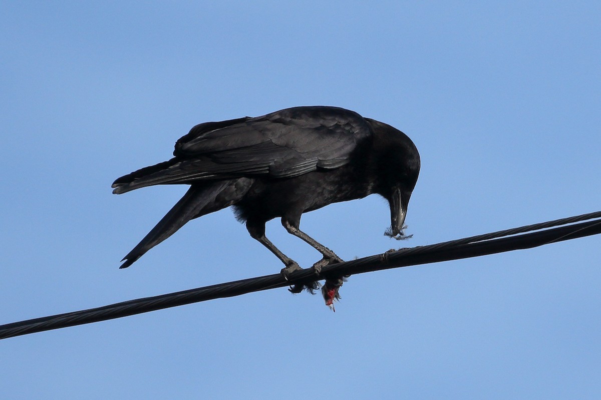 American Crow - ML612133594