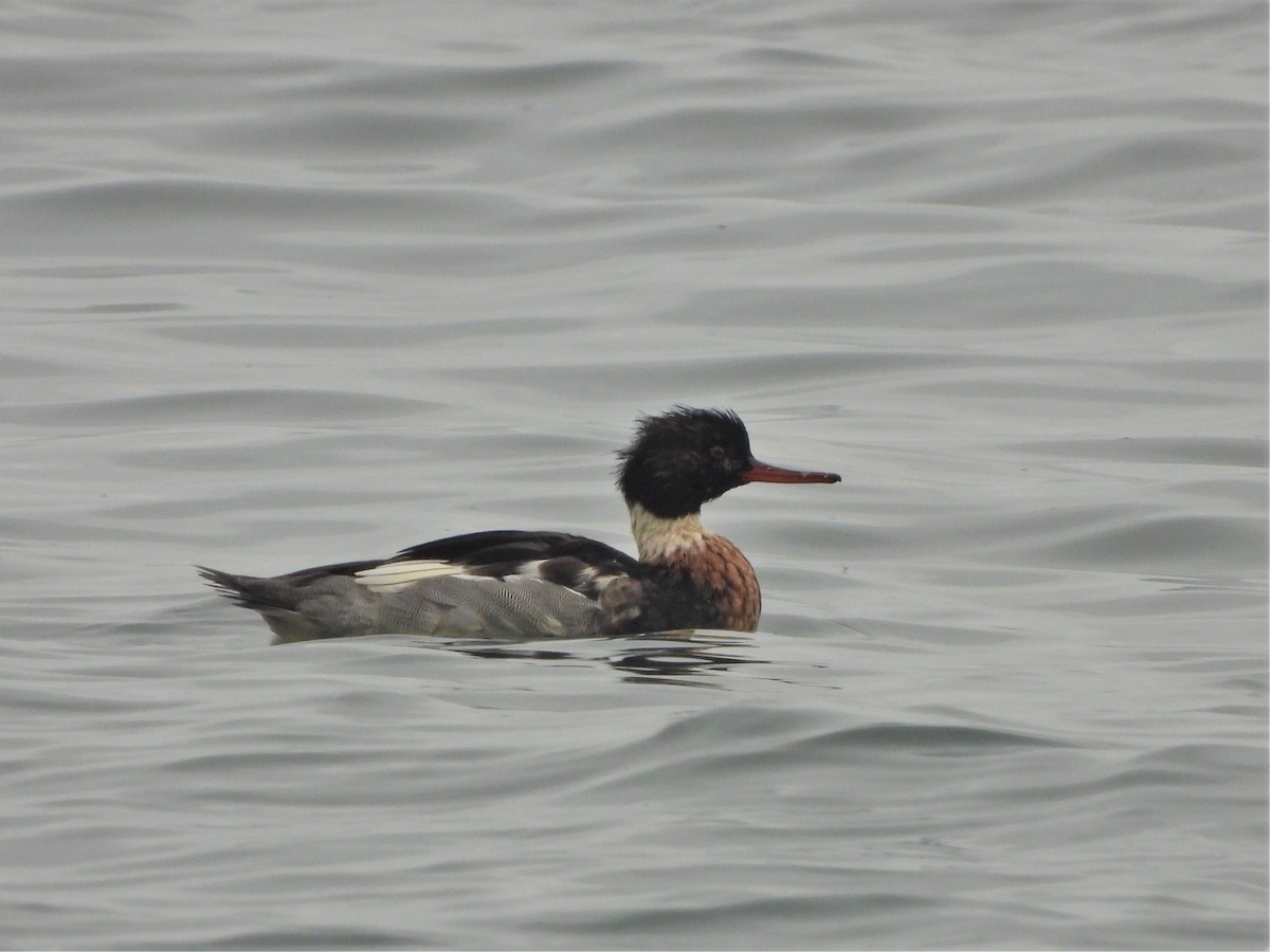 Red-breasted Merganser - Kellie Sagen 🦉