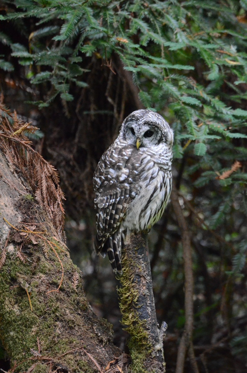 Barred Owl - ML612133623