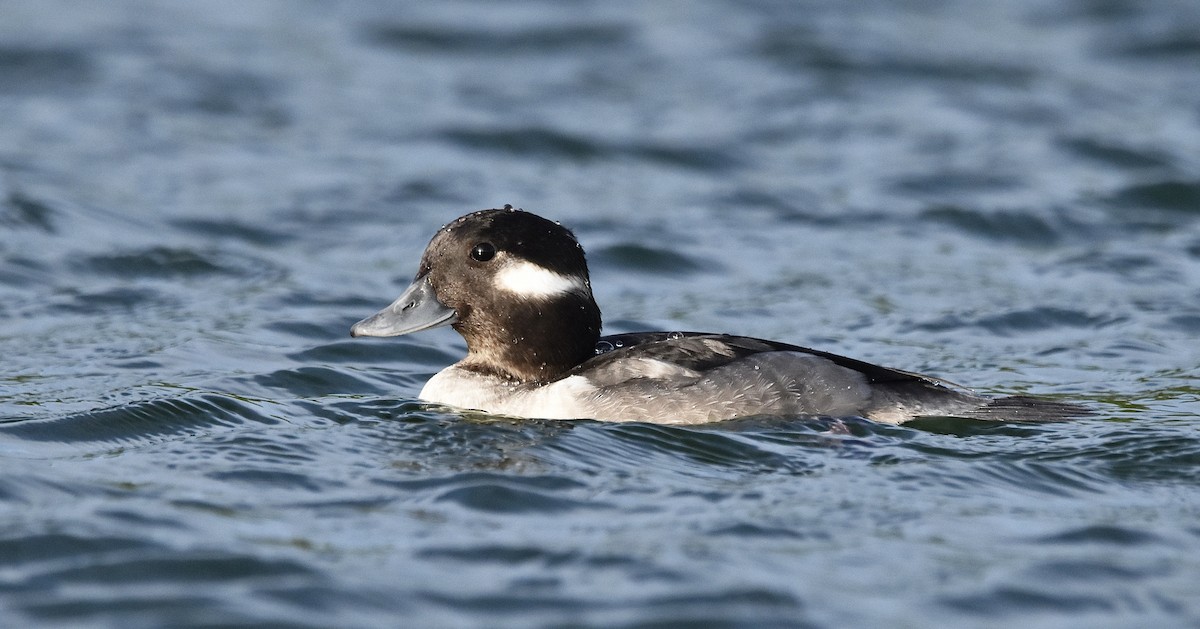 Bufflehead - ML612133630