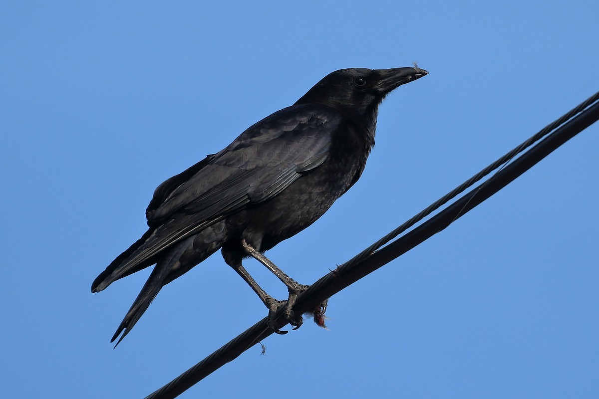 American Crow - ML612133645