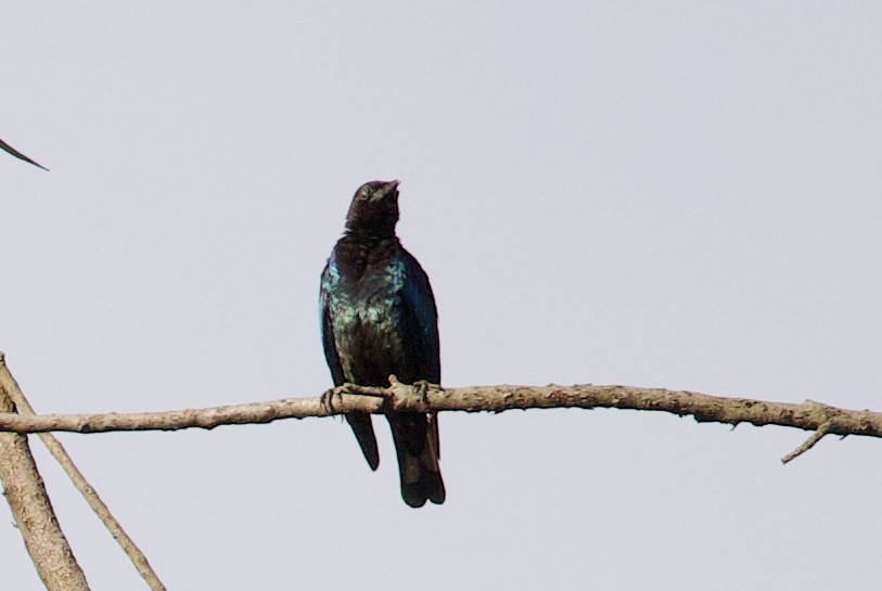 Purple-headed Starling - ML612133693