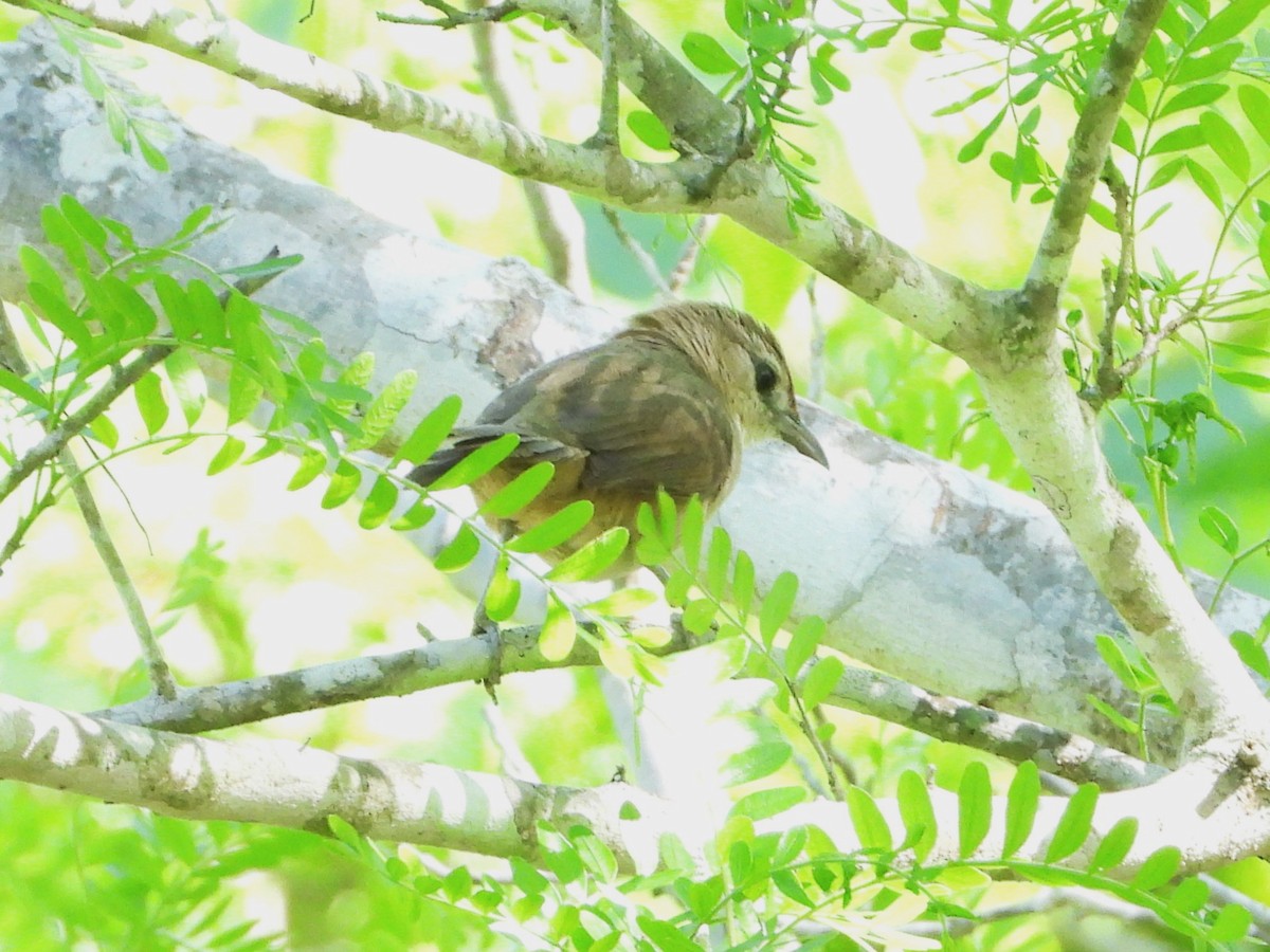 Rufous-fronted Thornbird - ML612133697