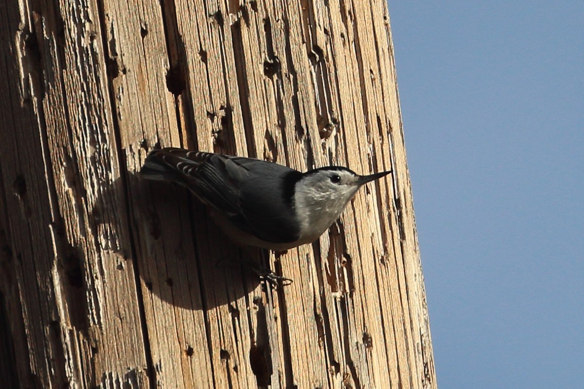 White-breasted Nuthatch - ML612133707