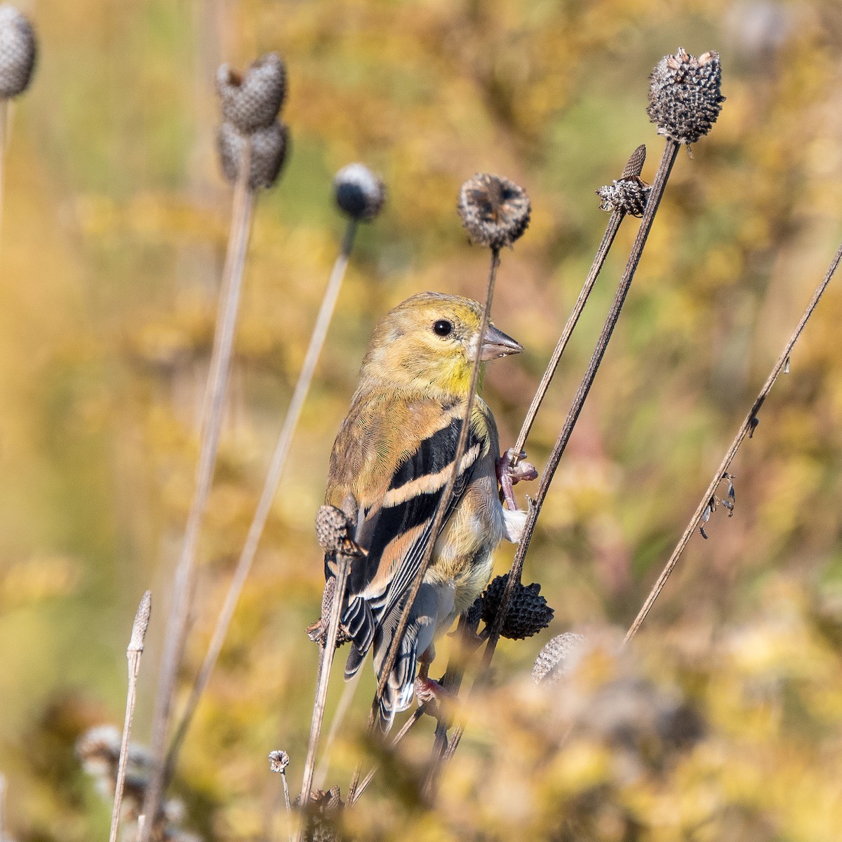American Goldfinch - ML612133742