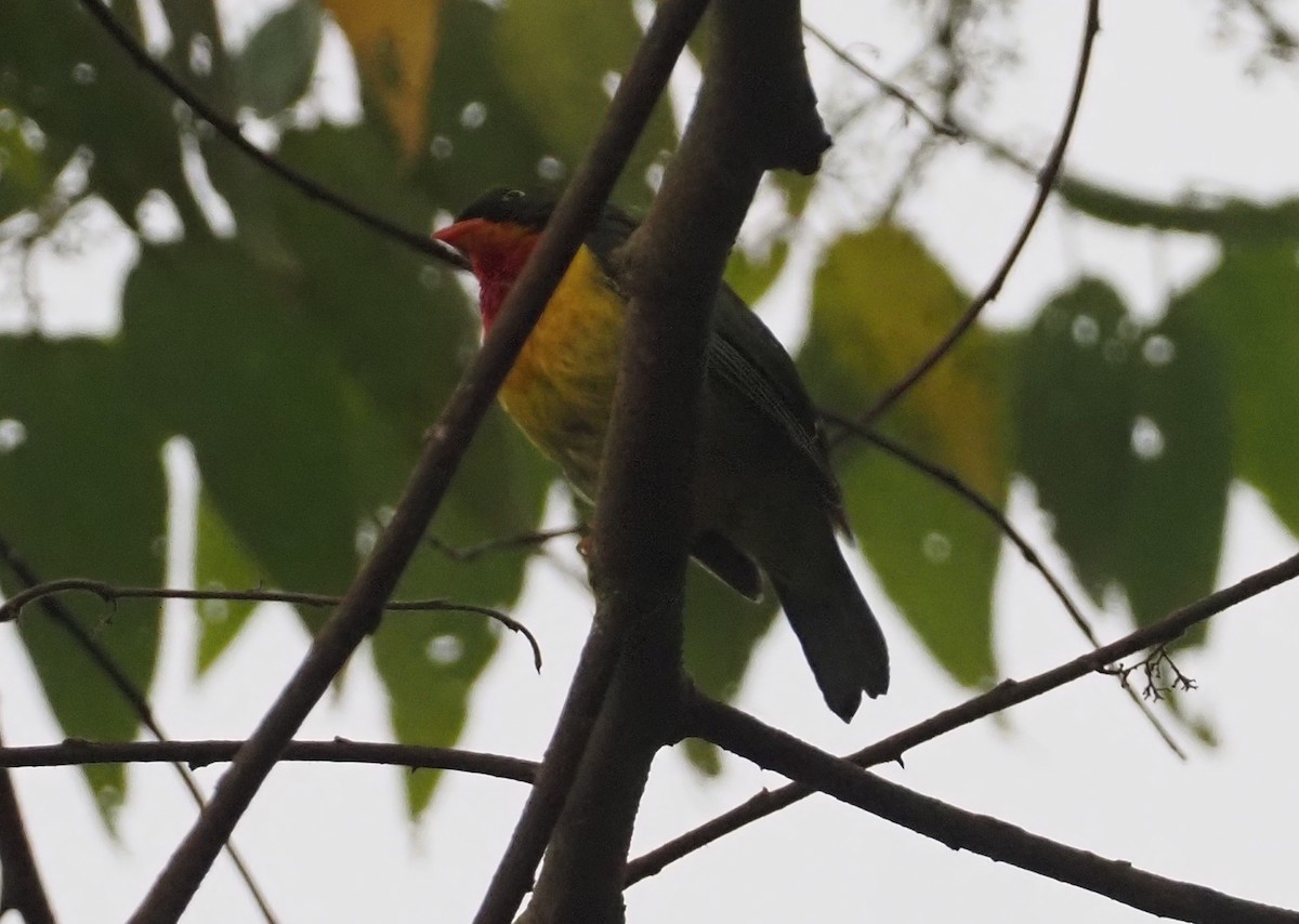 Scarlet-breasted Fruiteater - Stephan Lorenz