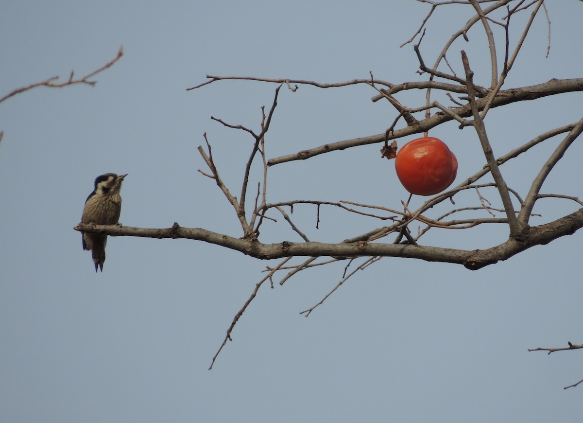 Gray-capped Pygmy Woodpecker - ML612133771