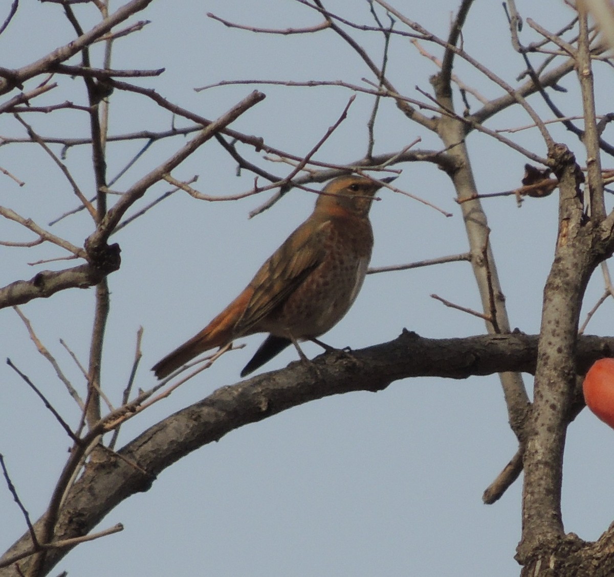 Naumann's Thrush - ML612133803