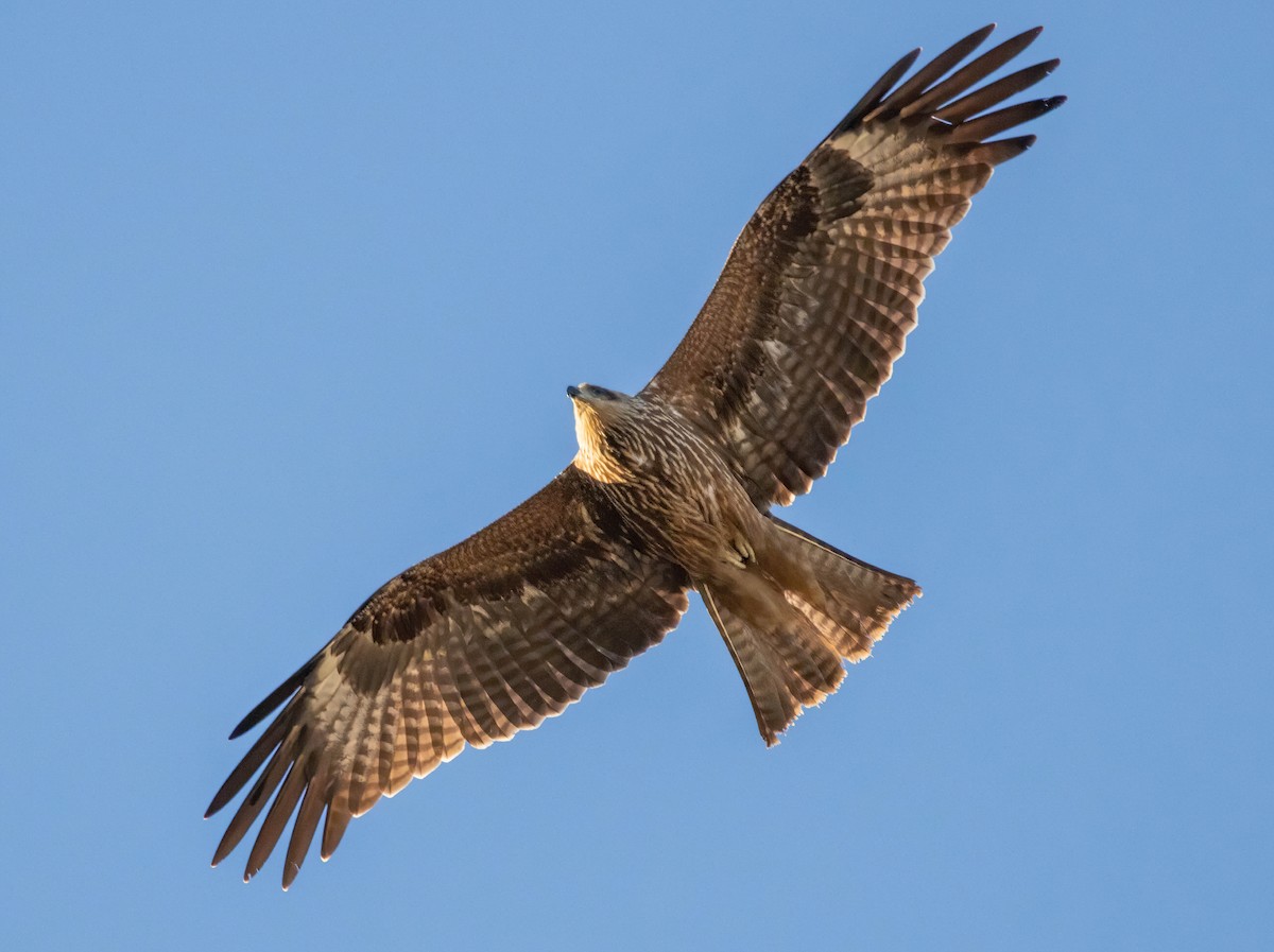 Black Kite - Andrés  Rojas Sánchez