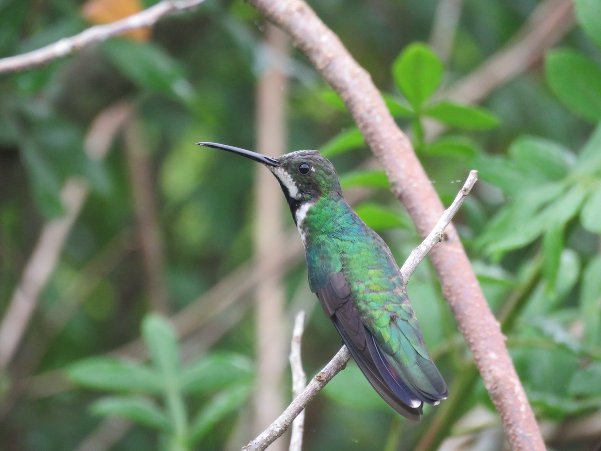 kolibřík tropický - ML612133918