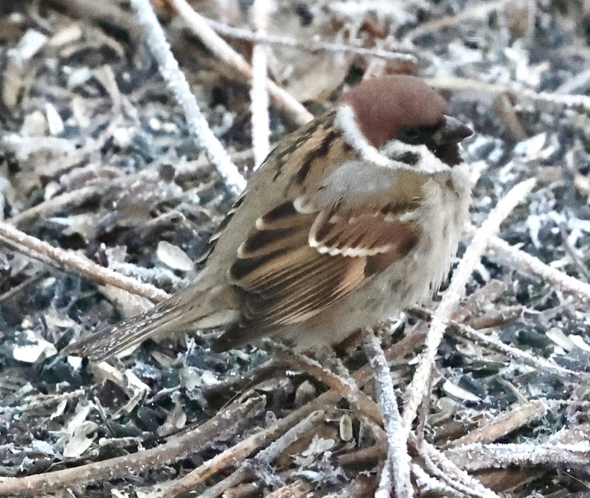 Eurasian Tree Sparrow - ML612133974