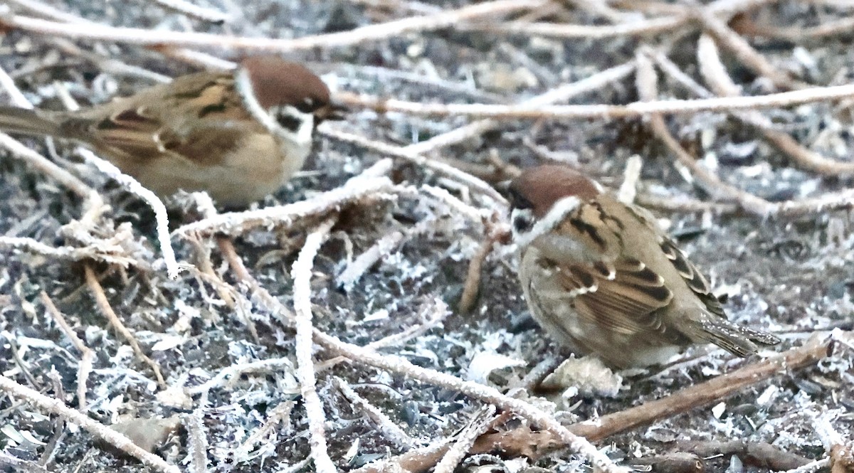 Eurasian Tree Sparrow - ML612133975