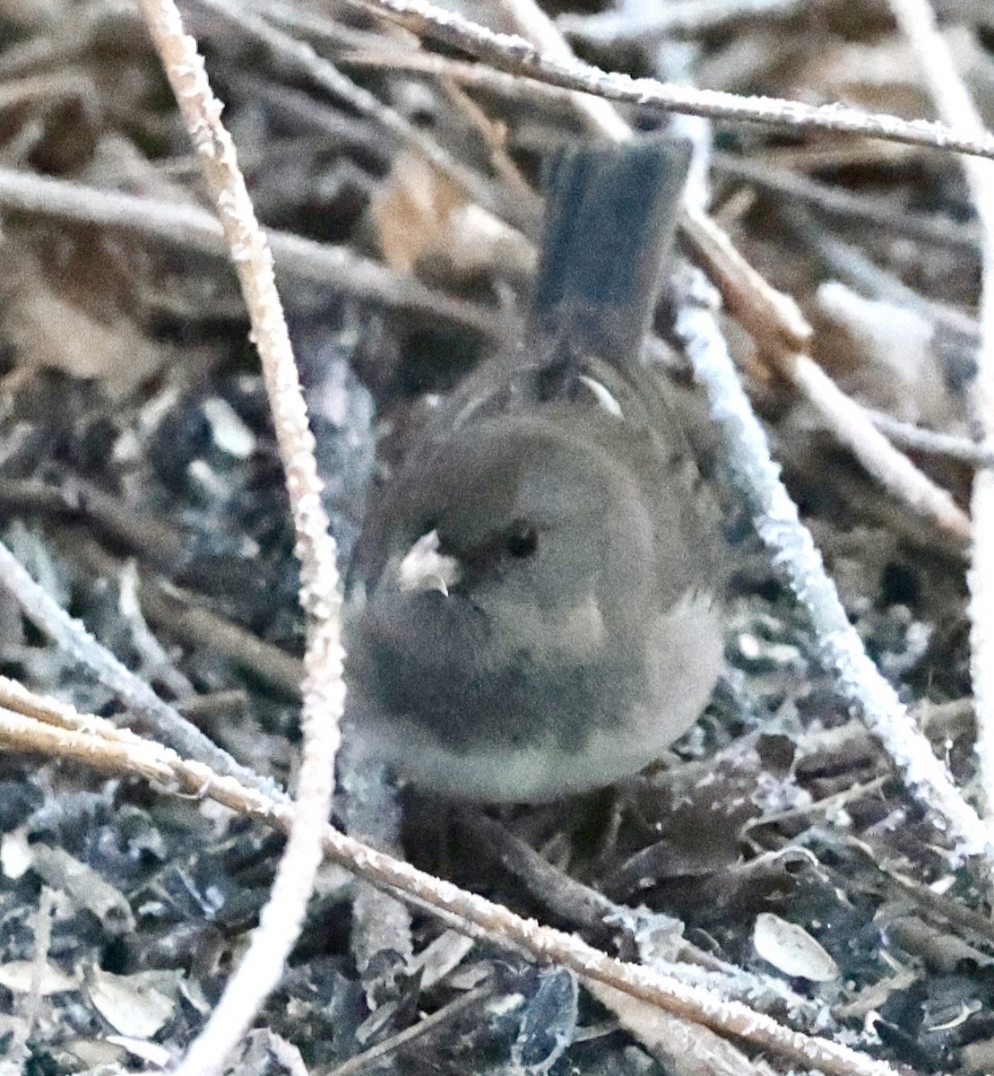 Dark-eyed Junco - ML612133978