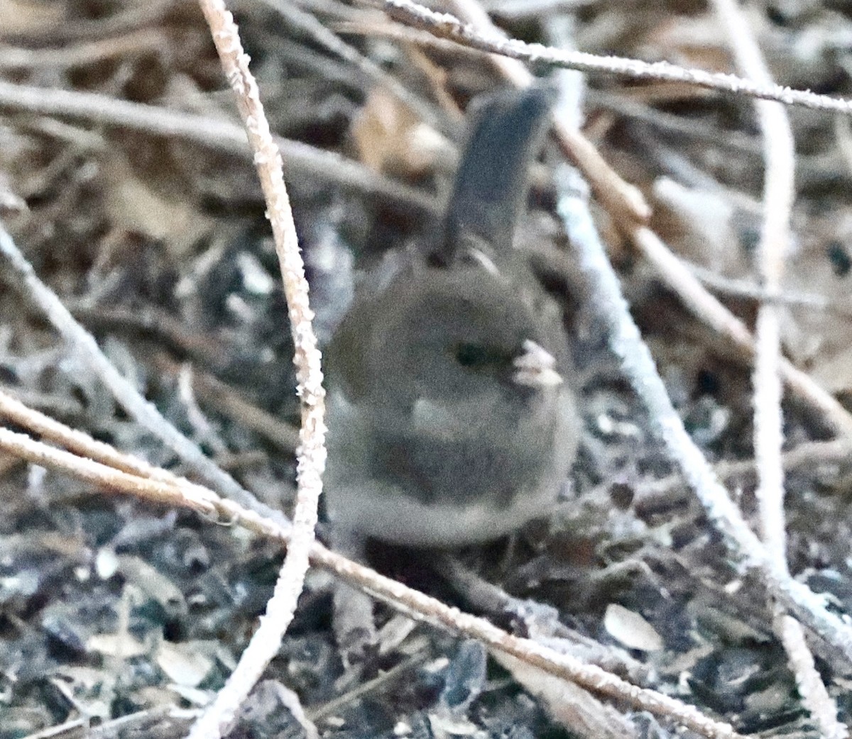 Dark-eyed Junco - ML612133979