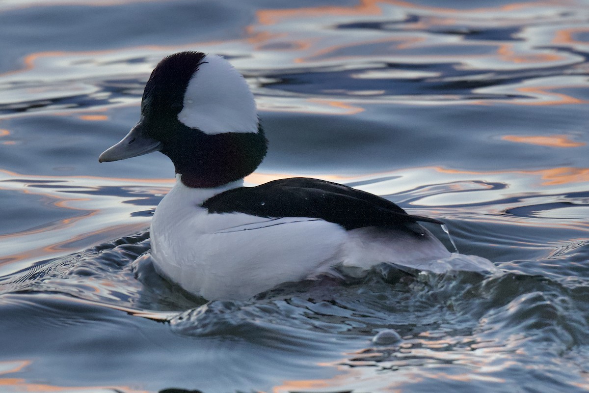 Bufflehead - ML612134023