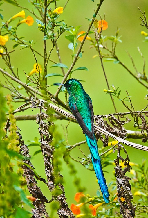 Long-tailed Sylph - ML612134033