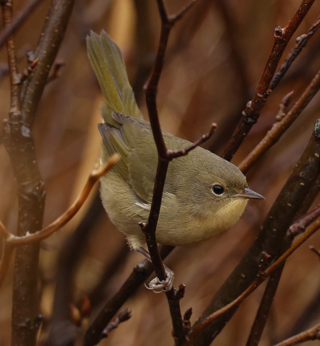 Common Yellowthroat - ML612134039