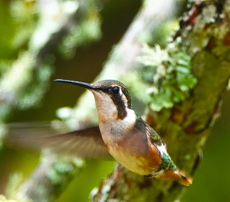 Colibrí de Mulsant - ML612134051