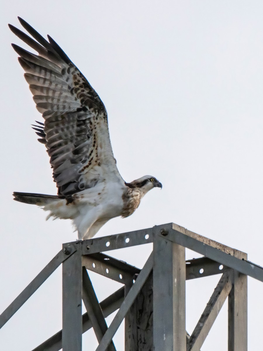 Osprey - ML612134066