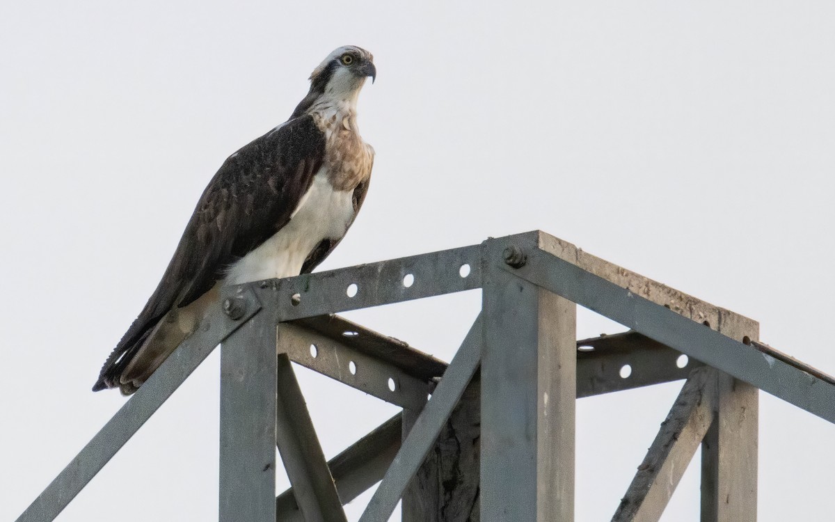 Osprey - ML612134067