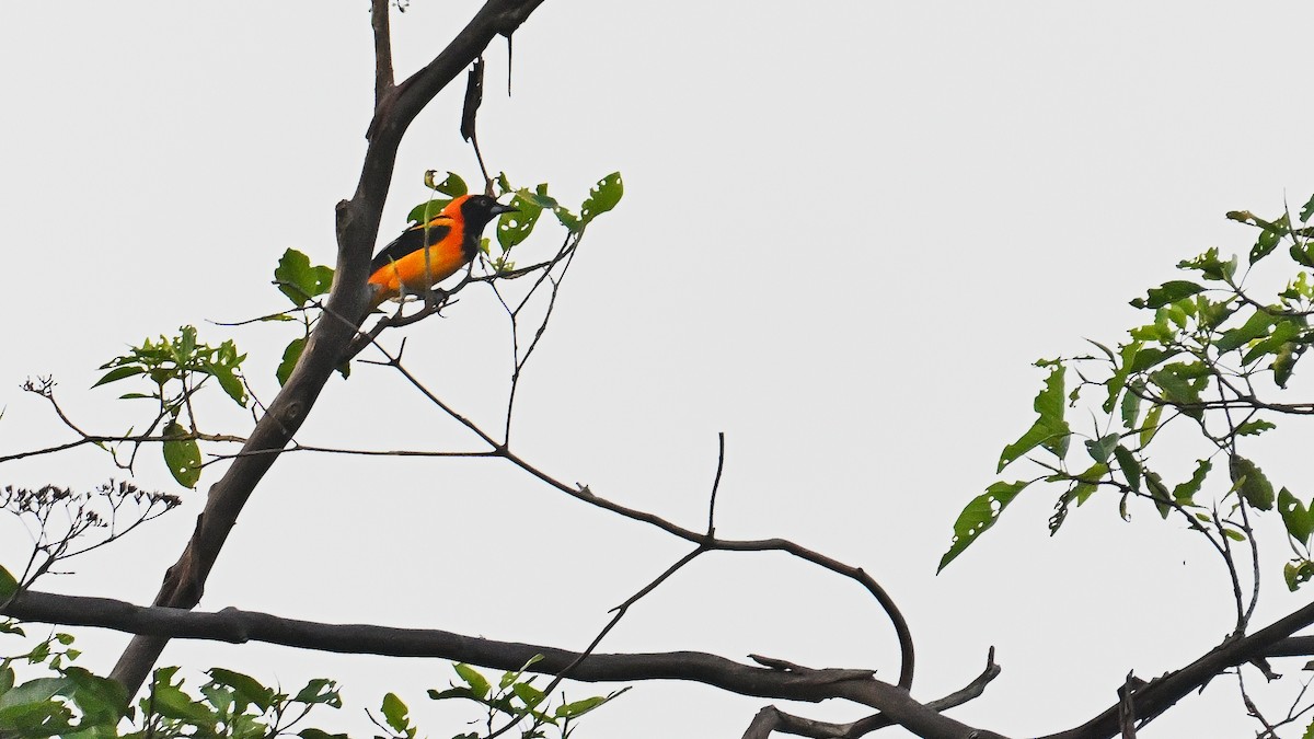 Orange-backed Troupial - ML612134183