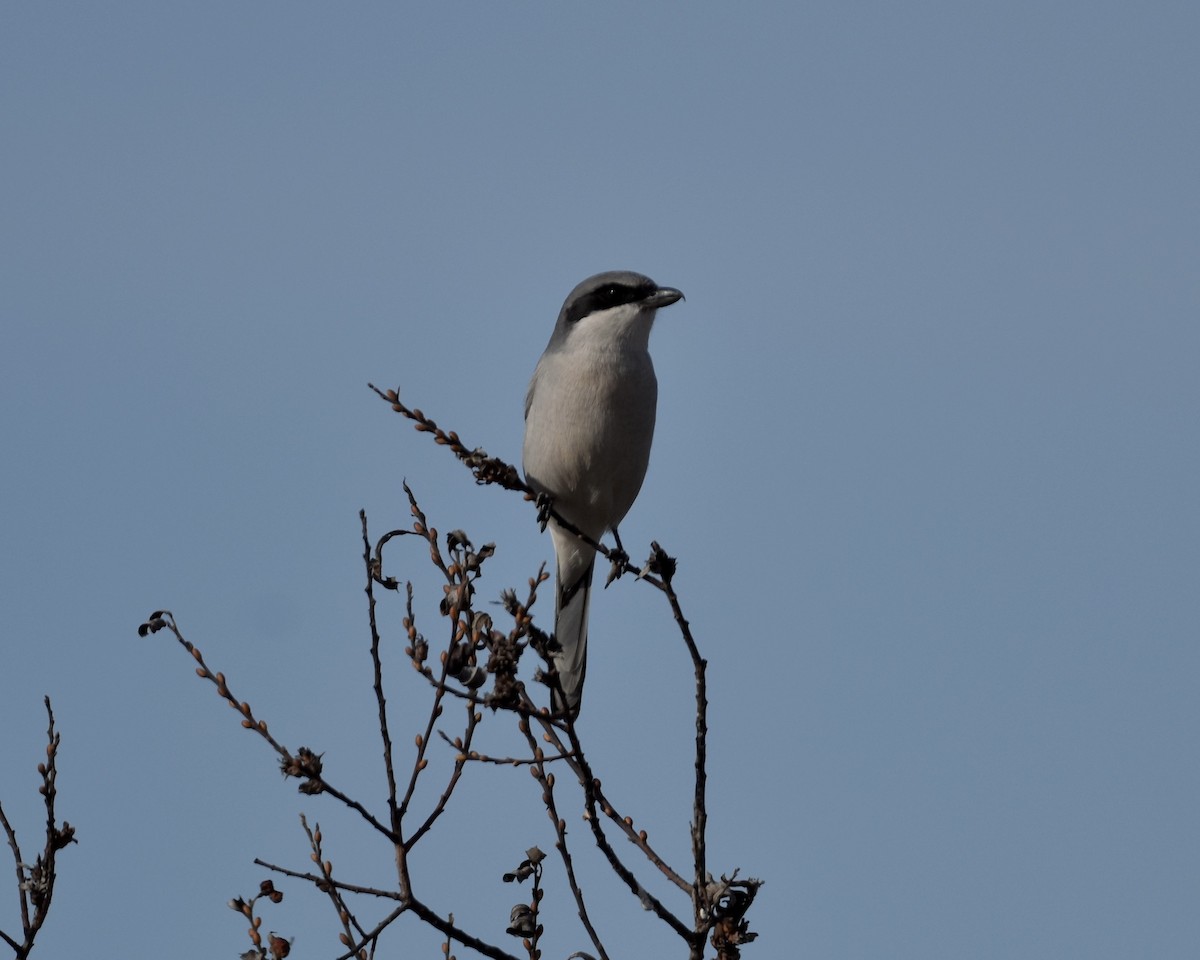 Loggerhead Shrike - ML612134239