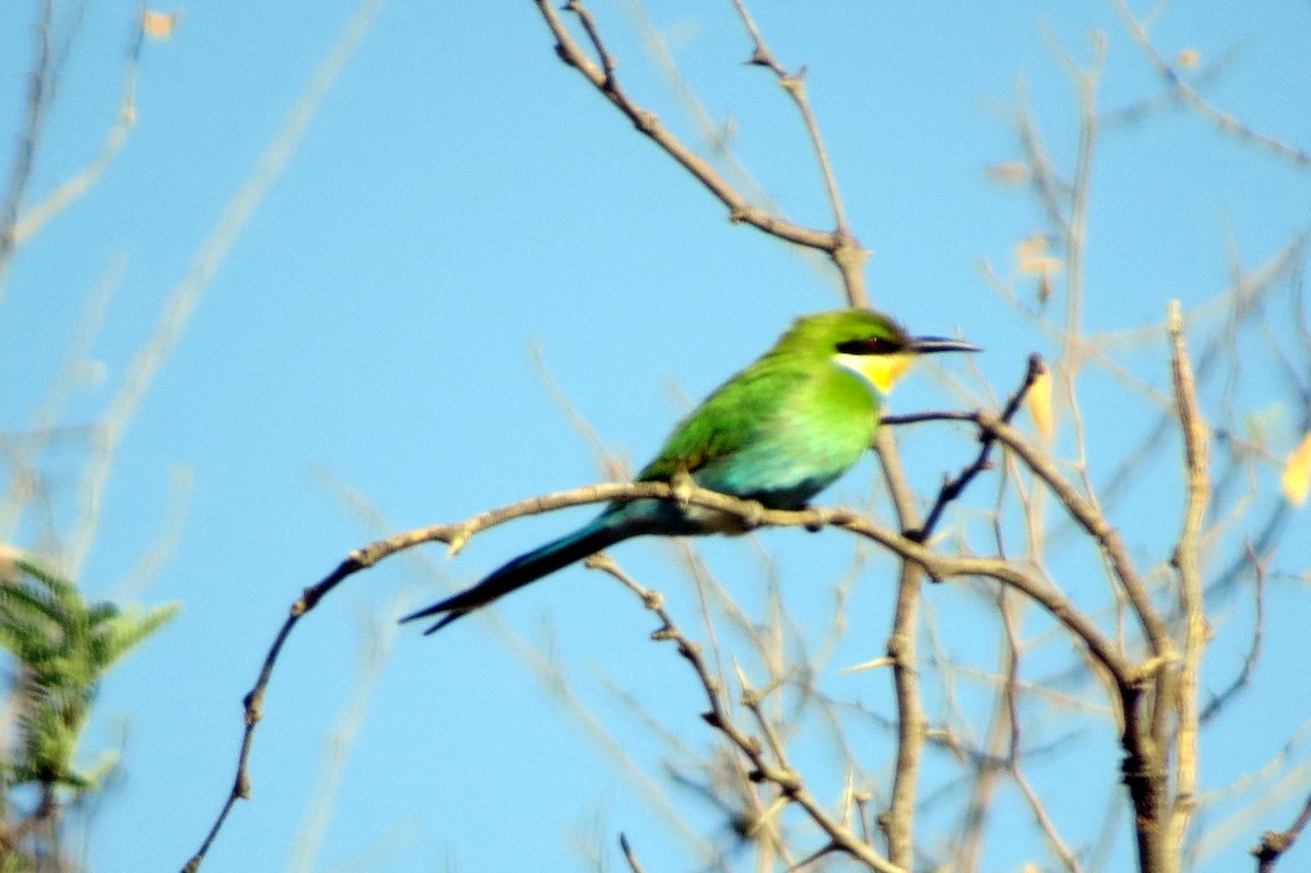 Swallow-tailed Bee-eater - ML612134307