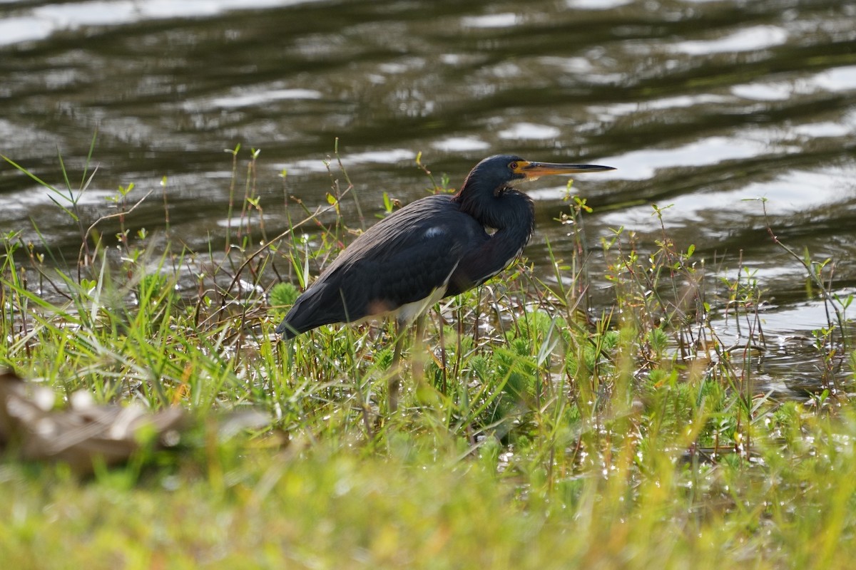 Tricolored Heron - ML612134308