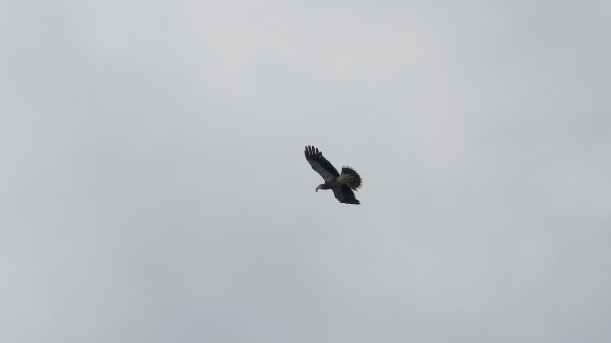 Caracara Carunculado - ML612134332