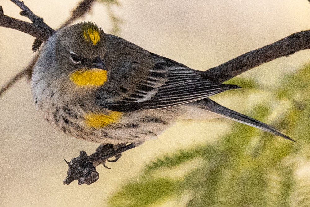 Yellow-rumped Warbler - ML612134420