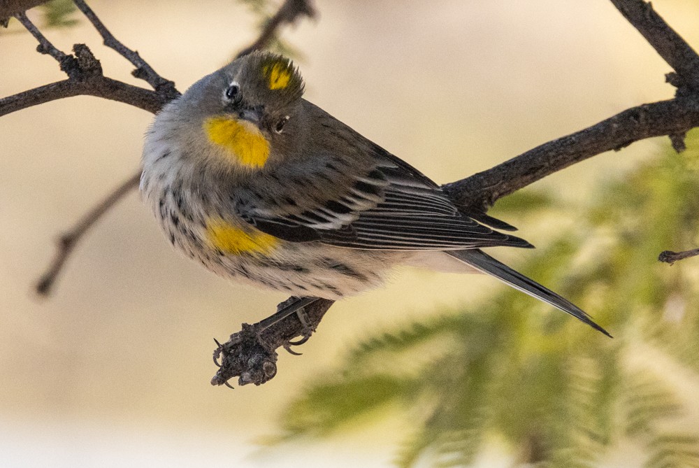 Yellow-rumped Warbler - ML612134424