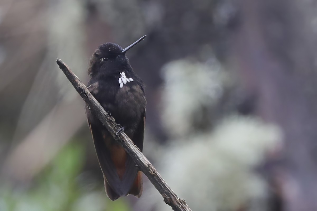 Black-hooded Sunbeam - Jun Tsuchiya