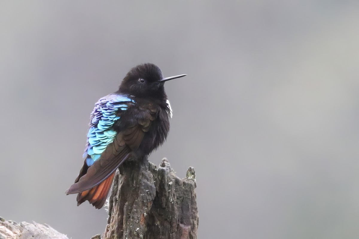 kolibřík černokápý - ML612134466