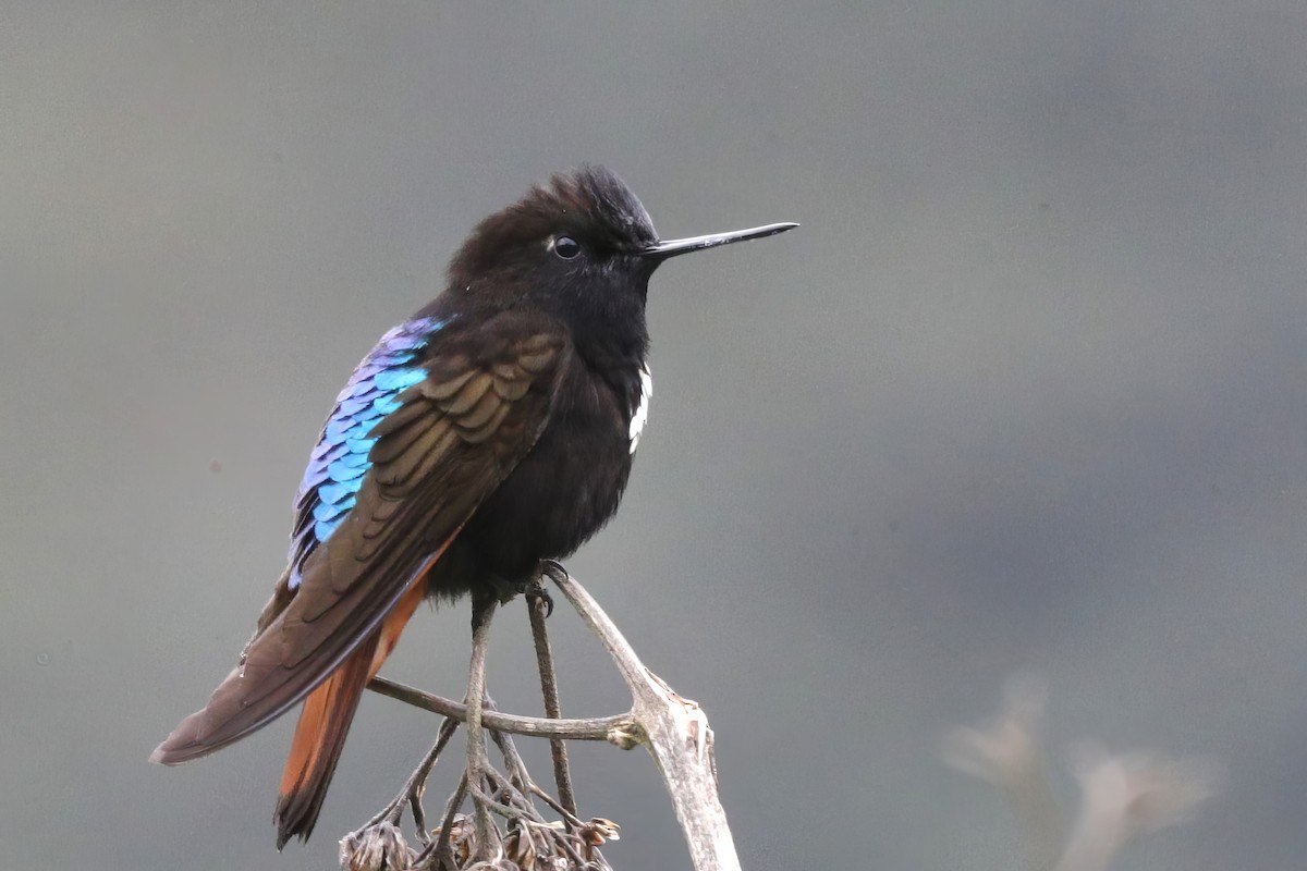 Colibrí Negrito - ML612134467