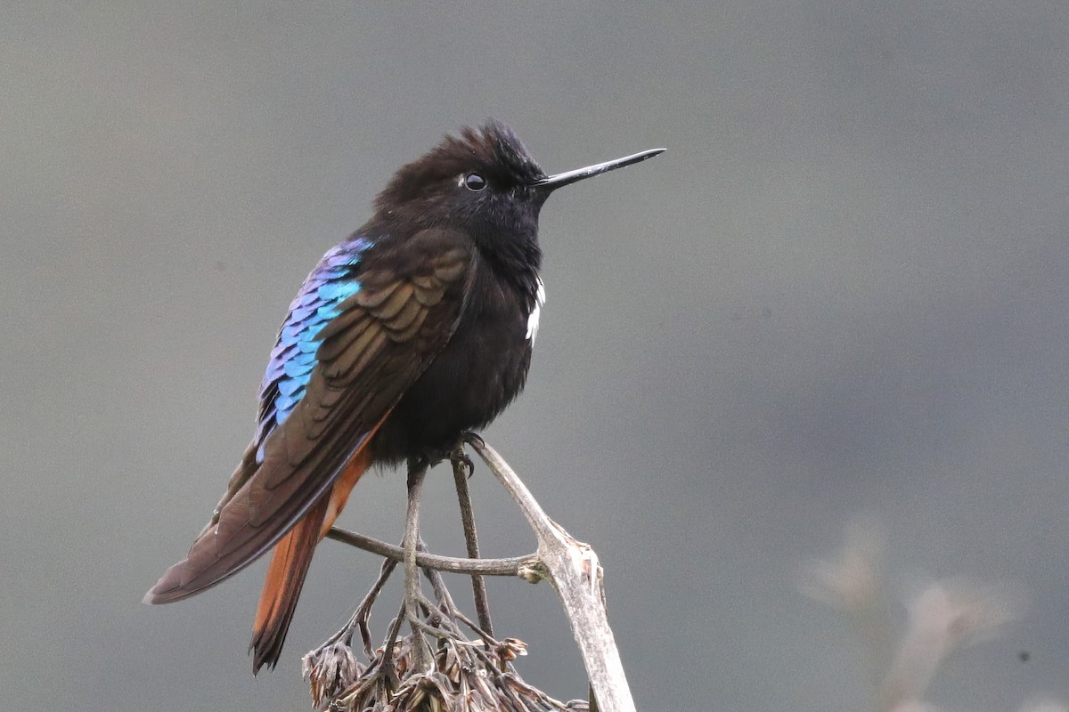 Colibri paméla - ML612134470