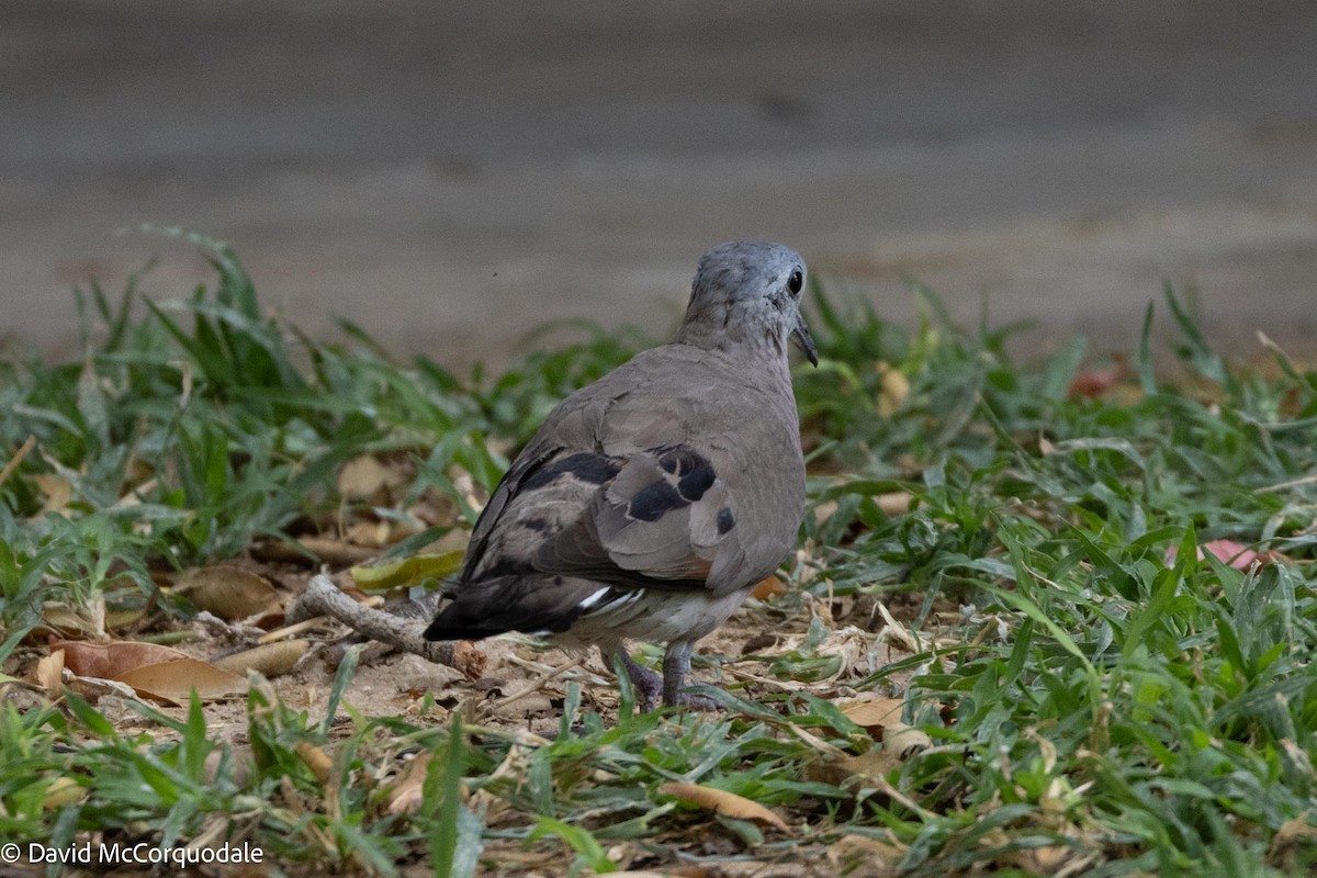 Emerald-spotted Wood-Dove - ML612134471