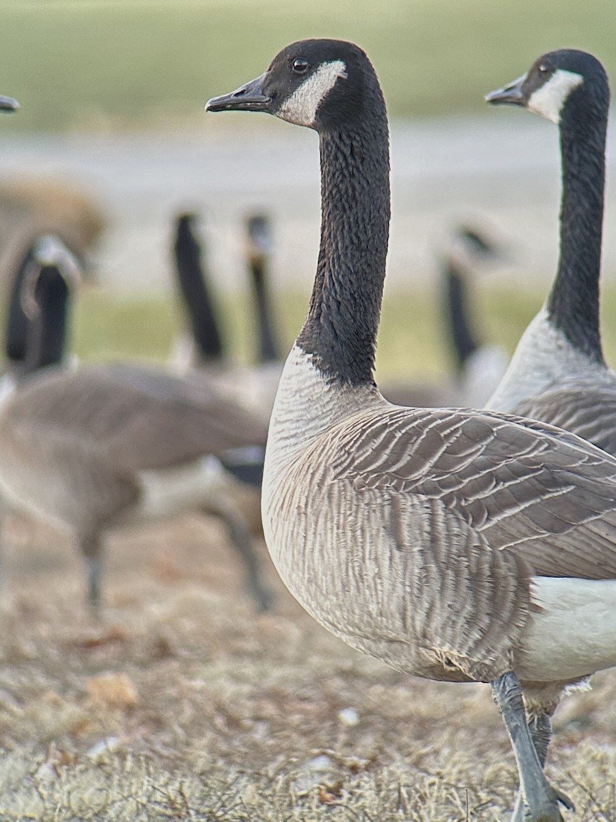 Canada Goose - Andrew Whetten