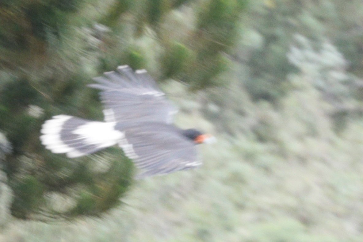 Caracara montagnard - ML612134492