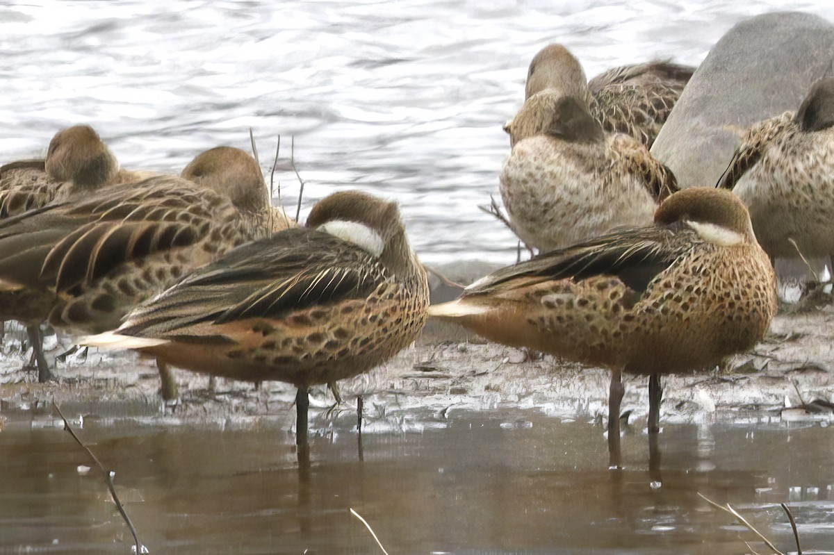 White-cheeked Pintail - ML612134500