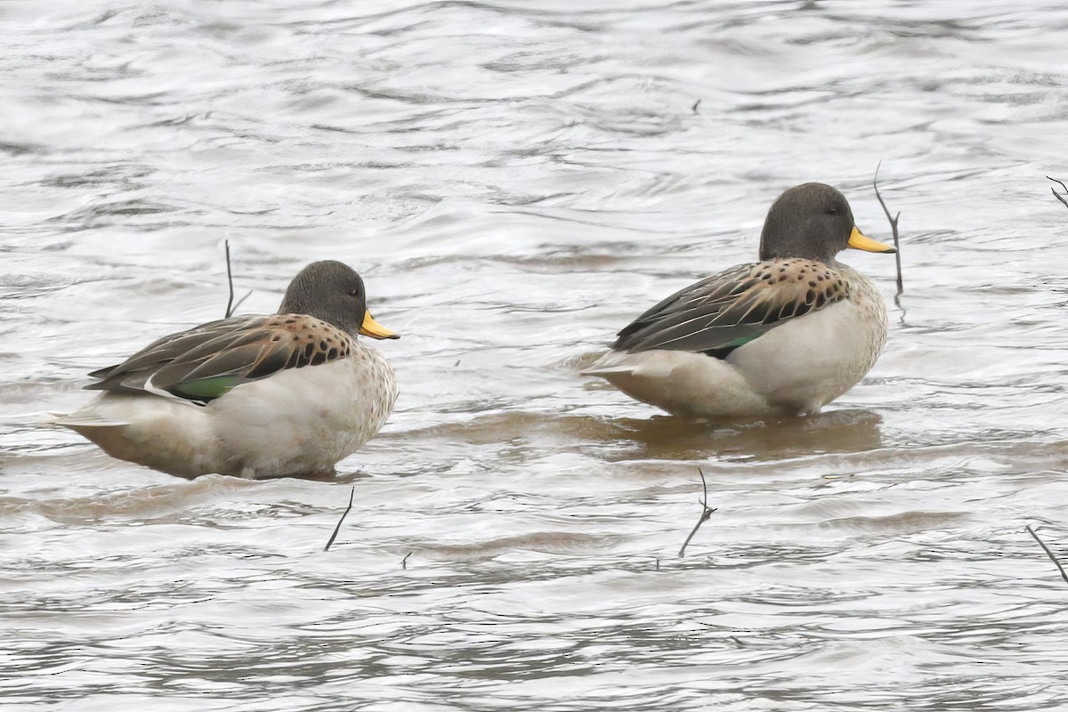 Yellow-billed Teal - ML612134506