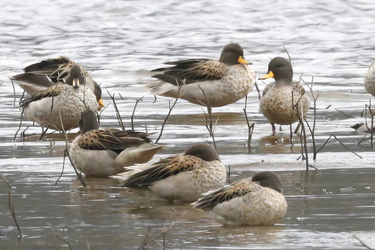 Yellow-billed Teal - ML612134507