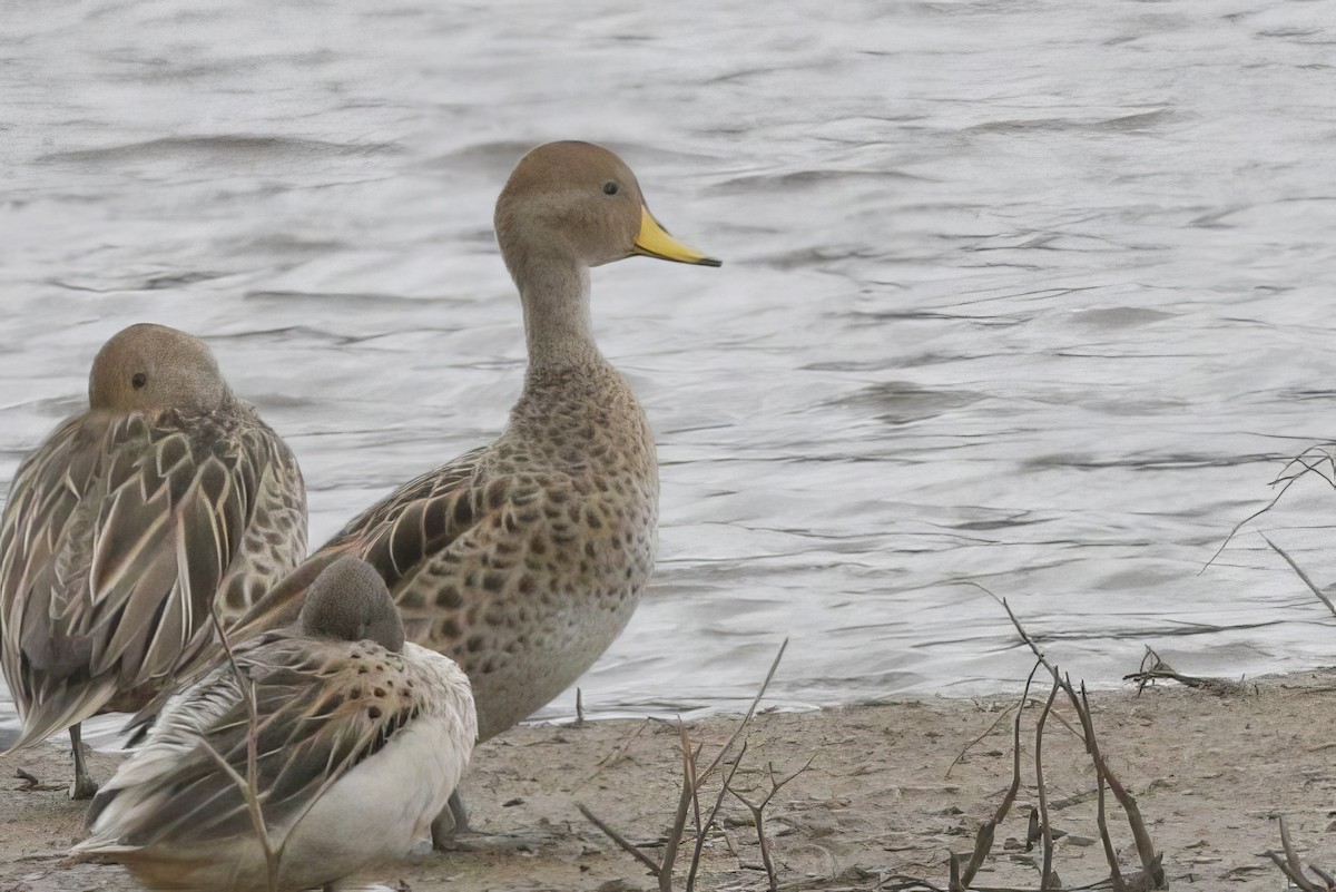 Yellow-billed Pintail - ML612134512