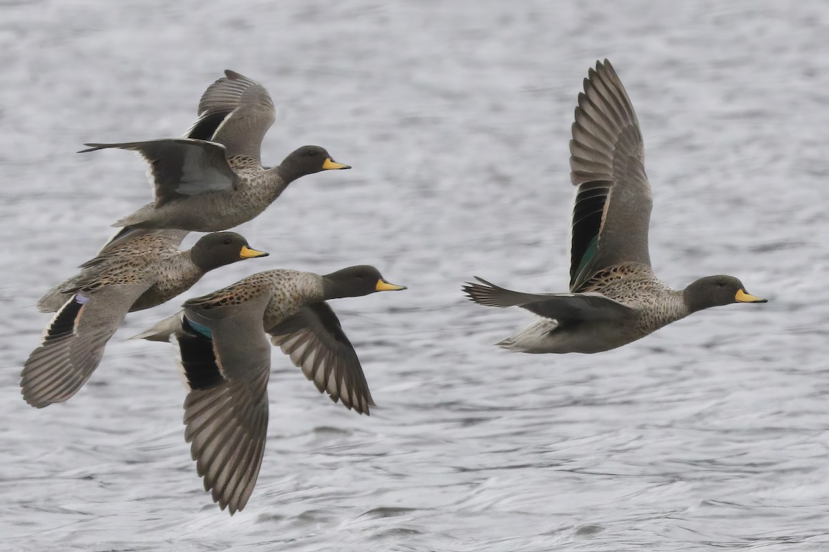 Yellow-billed Teal - Jun Tsuchiya