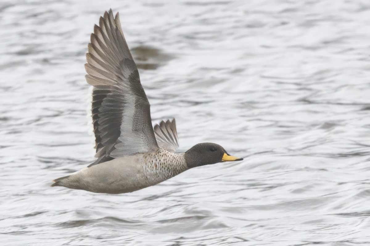 Yellow-billed Teal - ML612134543