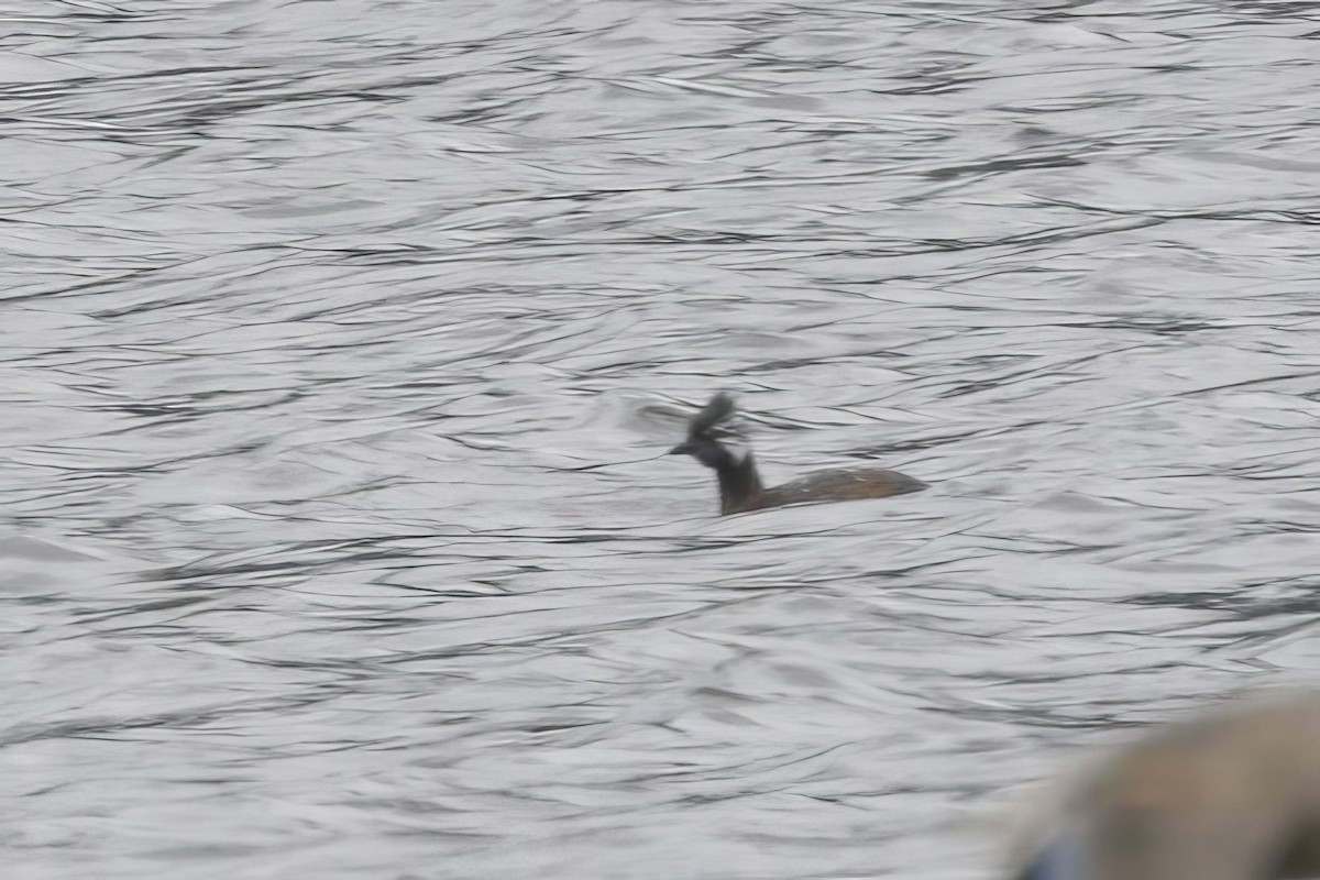 White-tufted Grebe - Jun Tsuchiya