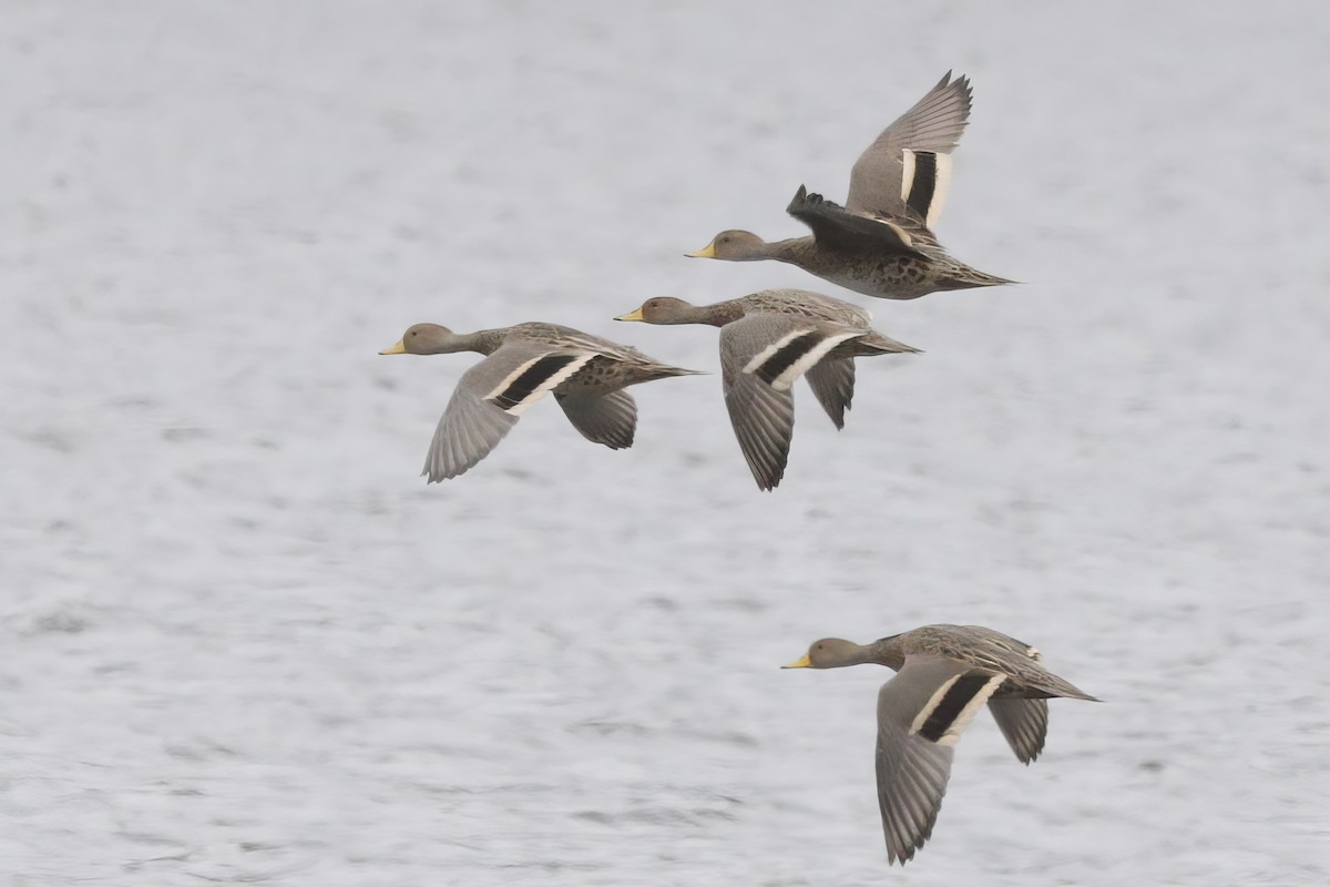 Yellow-billed Pintail - Jun Tsuchiya